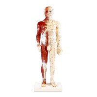 Anatomisches Modell des männlichen menschlichen Körpers 60 cm